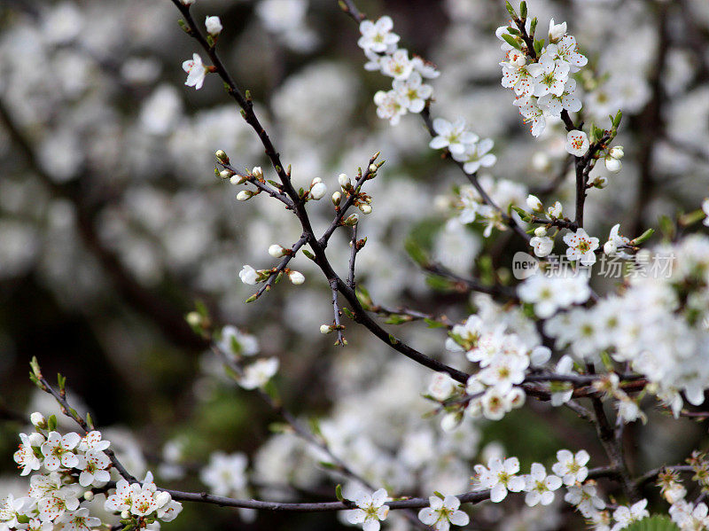 野李子(Prunus spinosa)花的特写图像